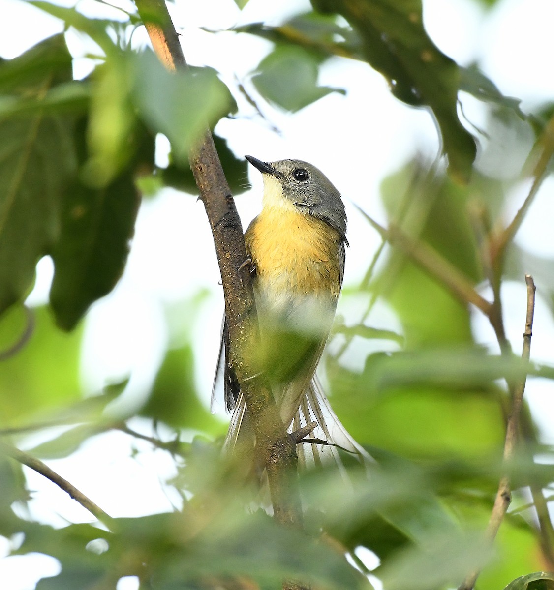 Pale-chinned Flycatcher - ML243946781