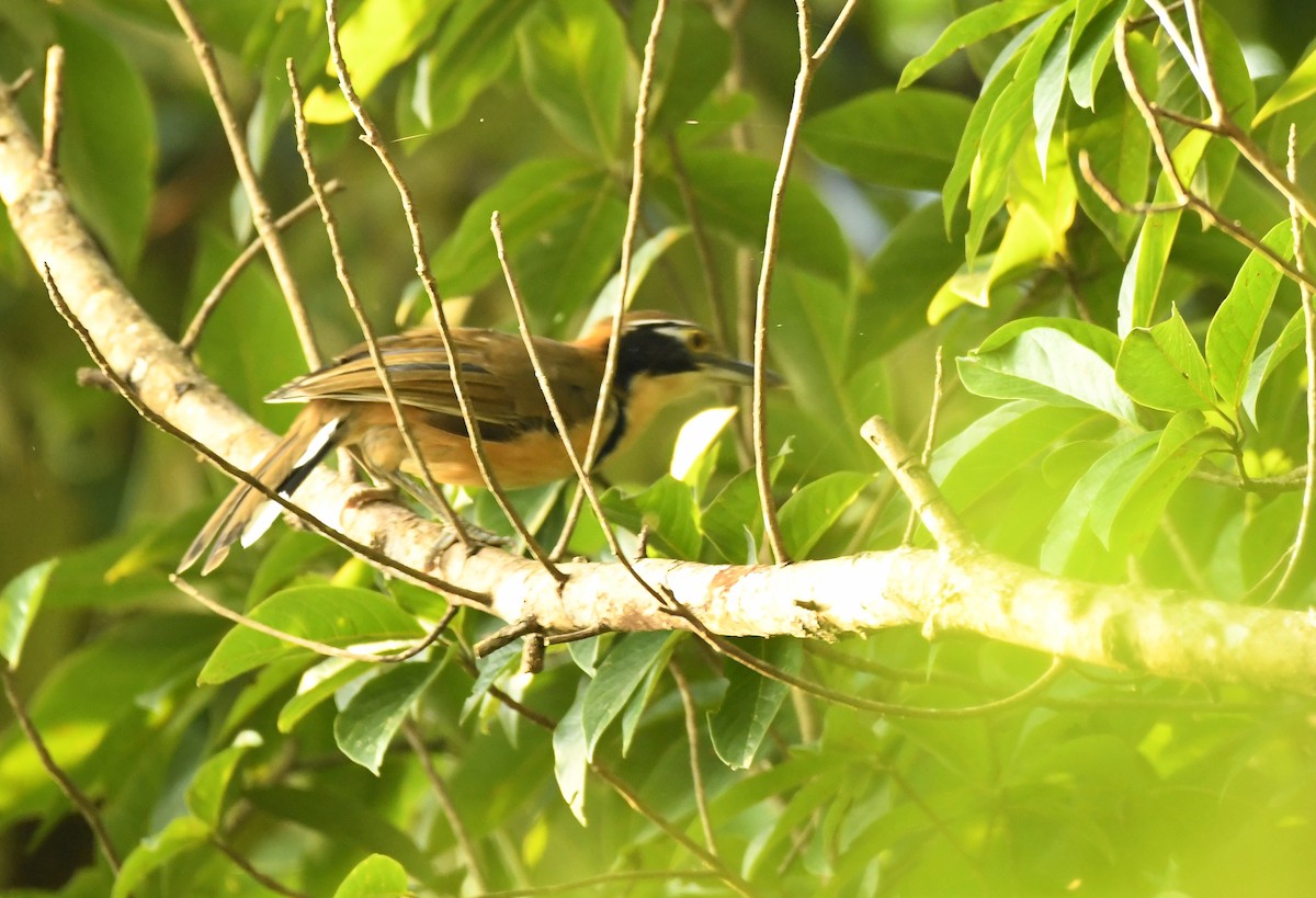 Greater Necklaced Laughingthrush - ML243946831