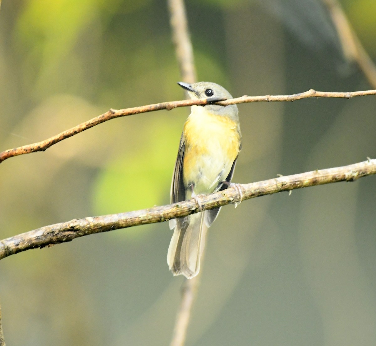 Pale-chinned Flycatcher - ML243947021