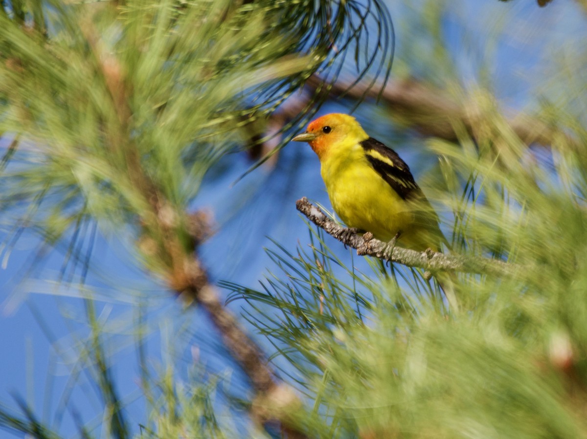 Western Tanager - Trey Rogers