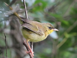 Молодая птица - Jessie Stuebner - ML243959601