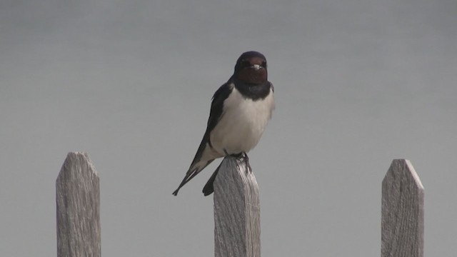 Barn Swallow (White-bellied) - ML243961271