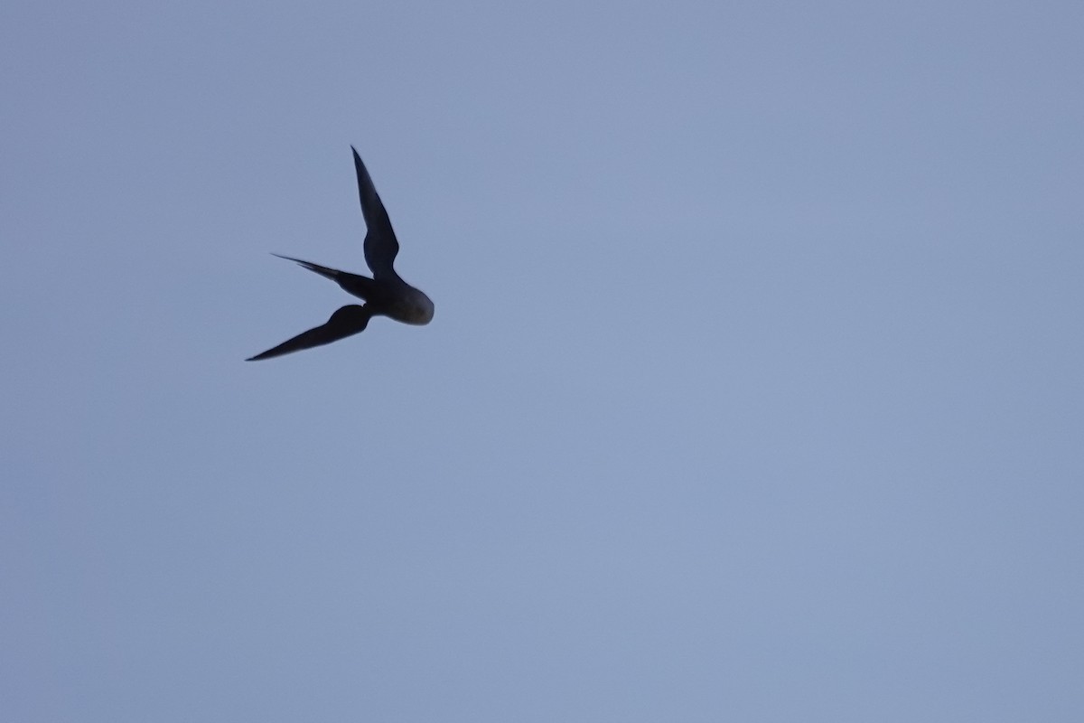 Long-tailed Jaeger - ML243964251