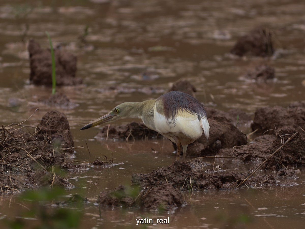 Indian Pond-Heron - Yatin Gupta