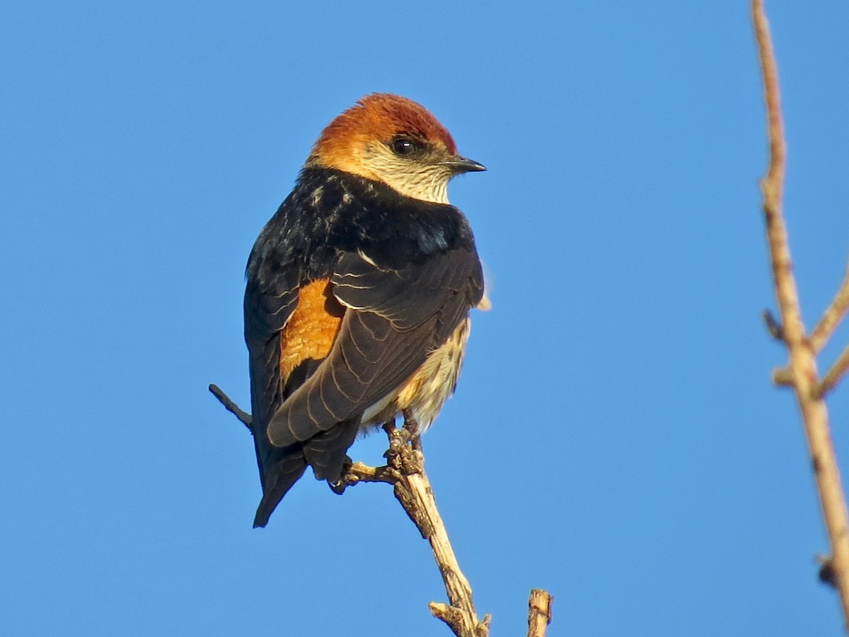 Greater Striped Swallow - Leona Mukai