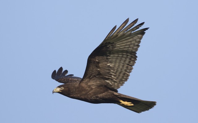 Juvenile dark-morph. - Red-tailed Hawk (Harlan's) - 