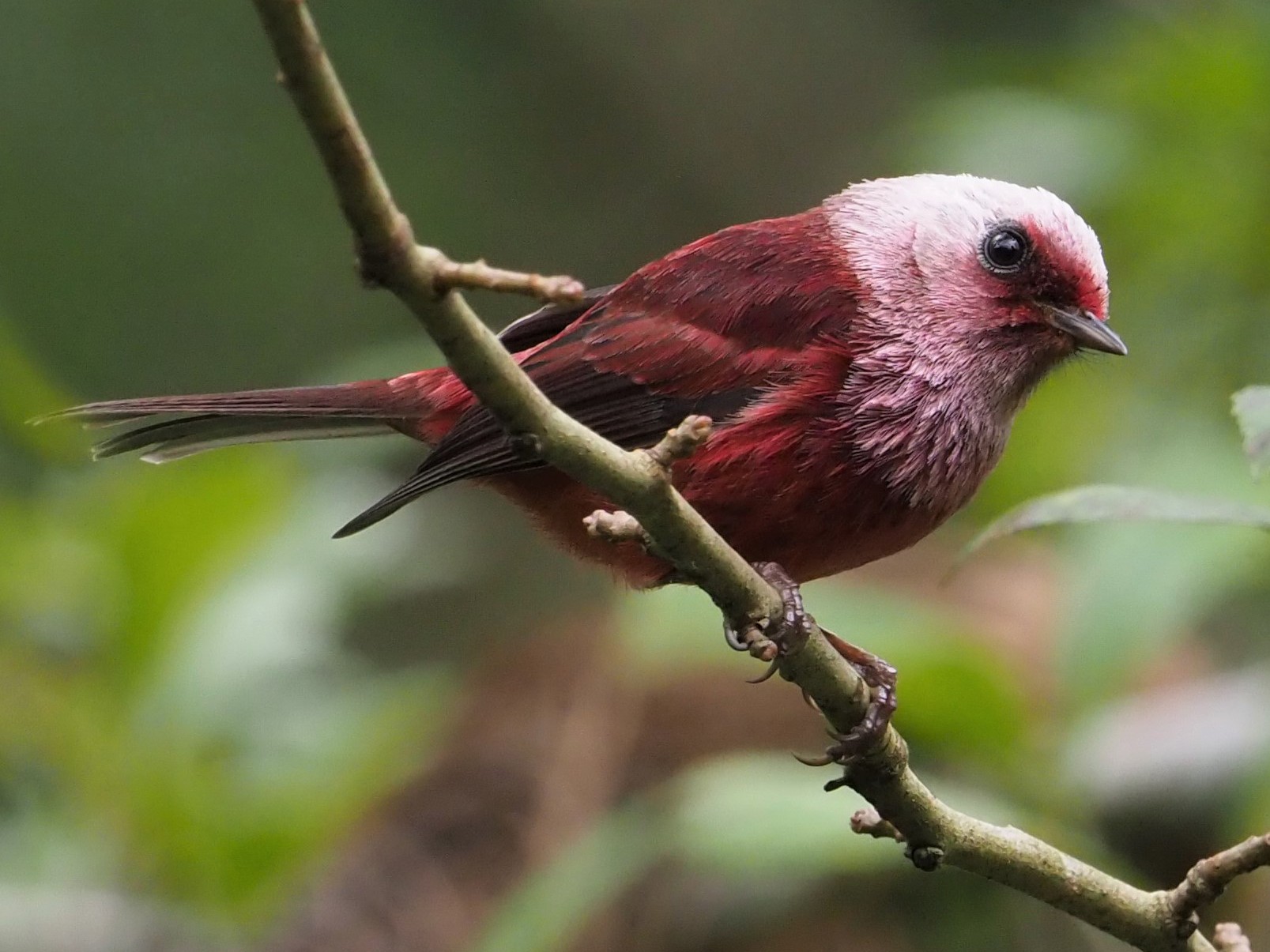 Pink-headed Warbler - Daniel Aldana | Ornis Birding Expeditions