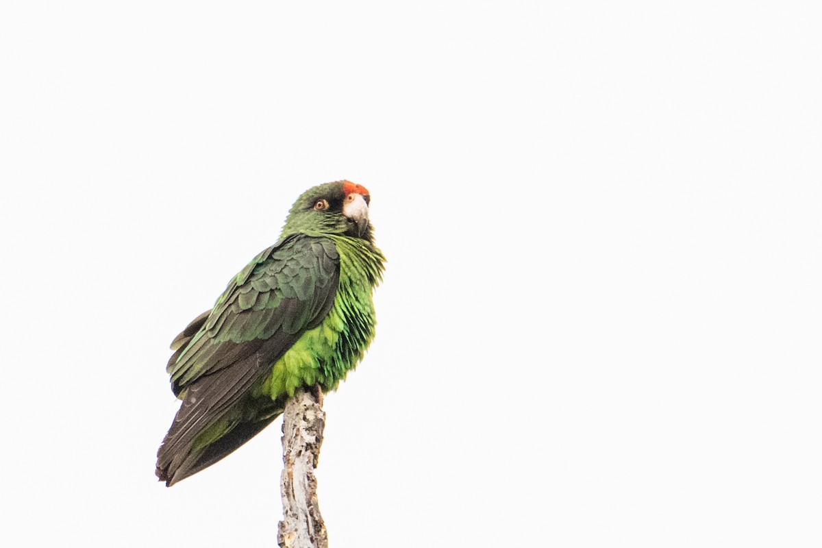 Red-fronted Parrot - Peter  Steward