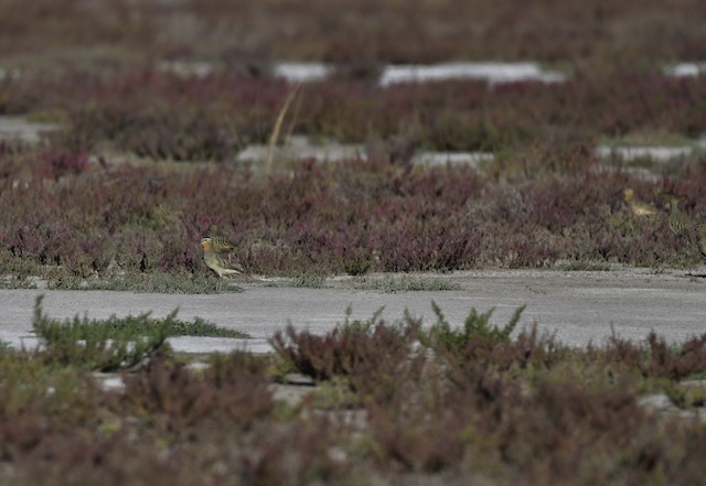 Birds in salt marsh; Córdoba, Argentina - Tawny-throated Dotterel - 