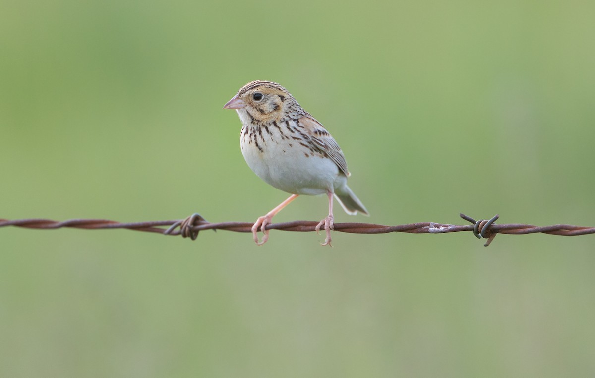Baird's Sparrow - Michelle Schreder
