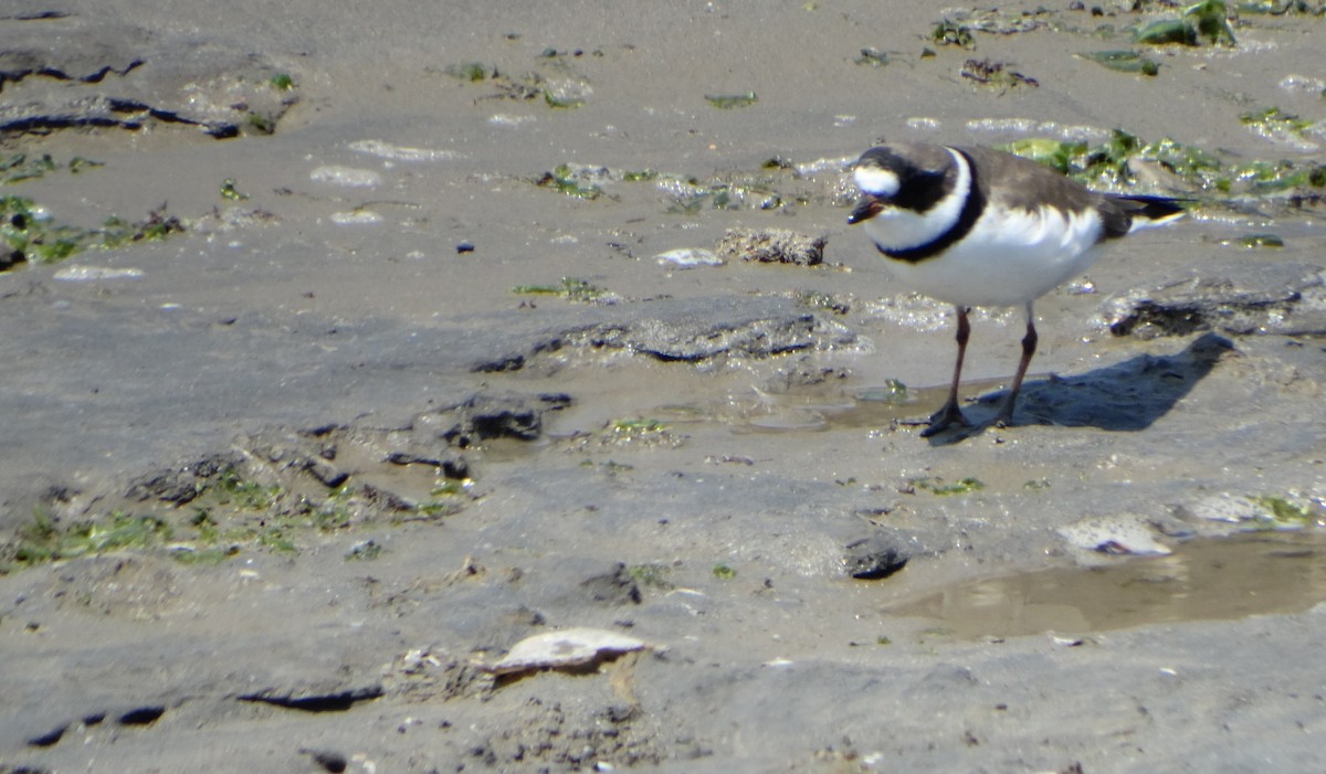 Semipalmated Plover - ML243984041