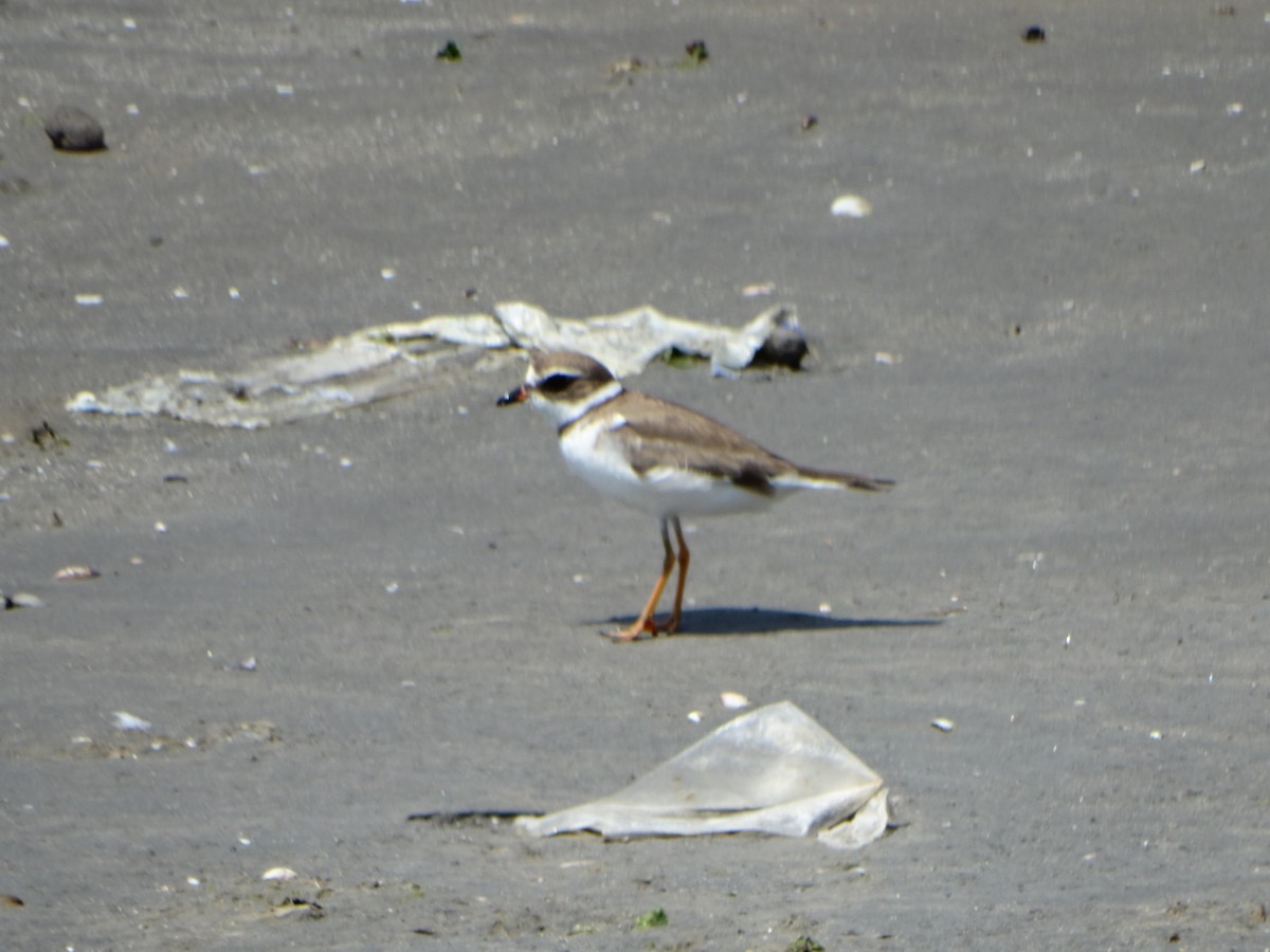 Semipalmated Plover - ML243984071