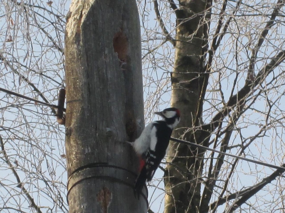 Great Spotted Woodpecker - ML243984891