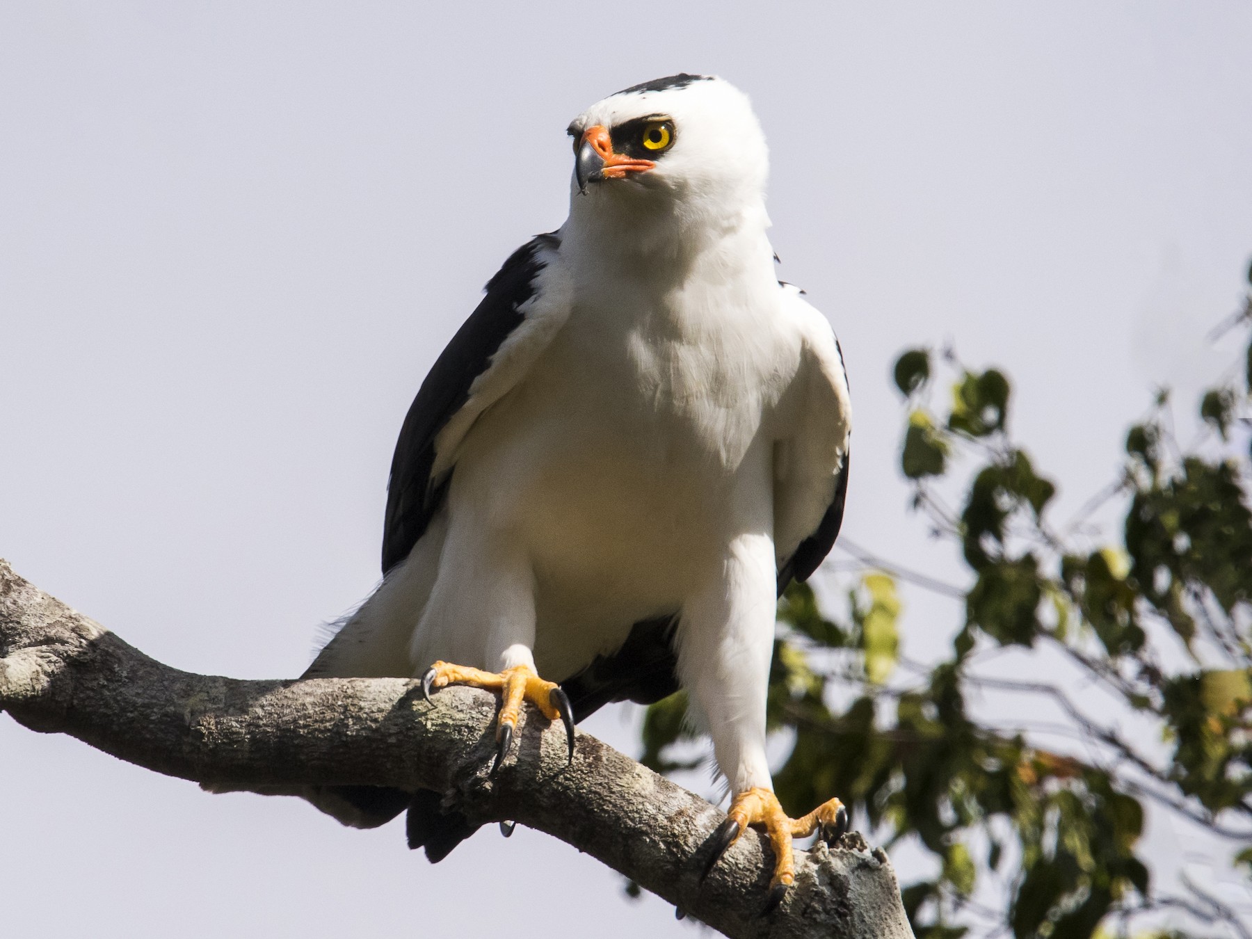 Aigle noir et blanc eBird