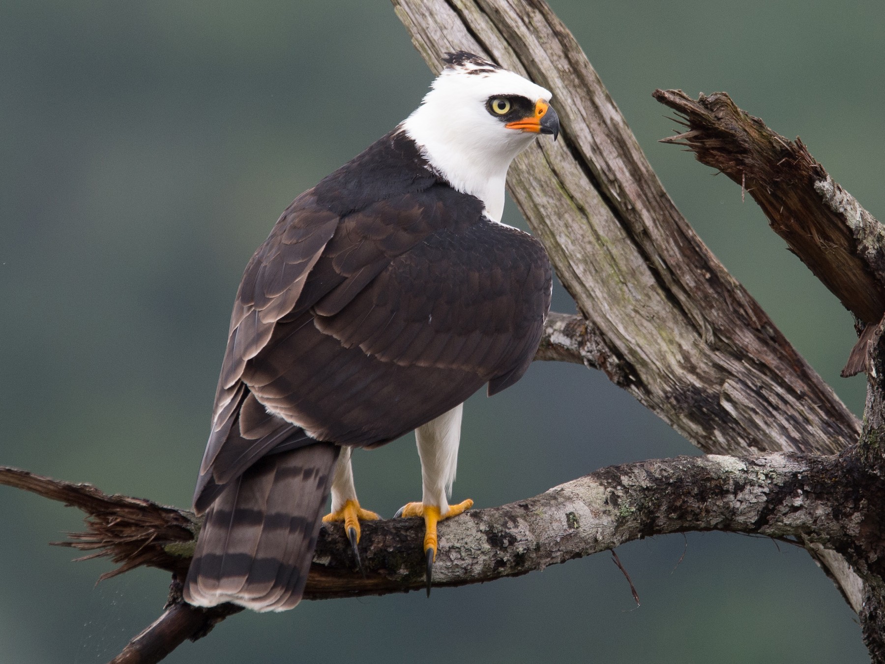 Black Hawk-eagle, Animal Database