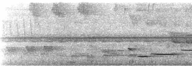 Musician Wren (Gray-eared) - ML243988