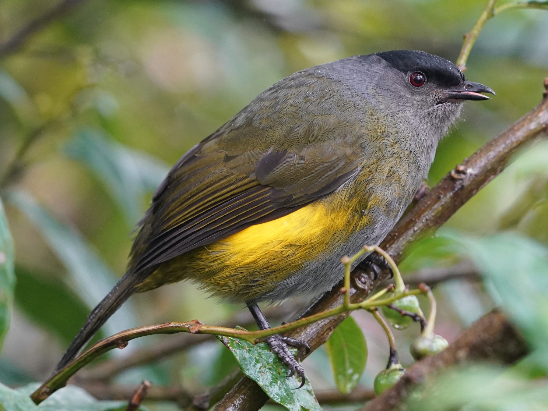 Black-and-yellow Silky-flycatcher - Sunil Thirkannad