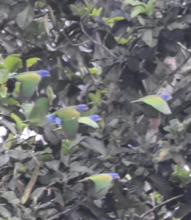 Blue-headed Parrot - ML243990661