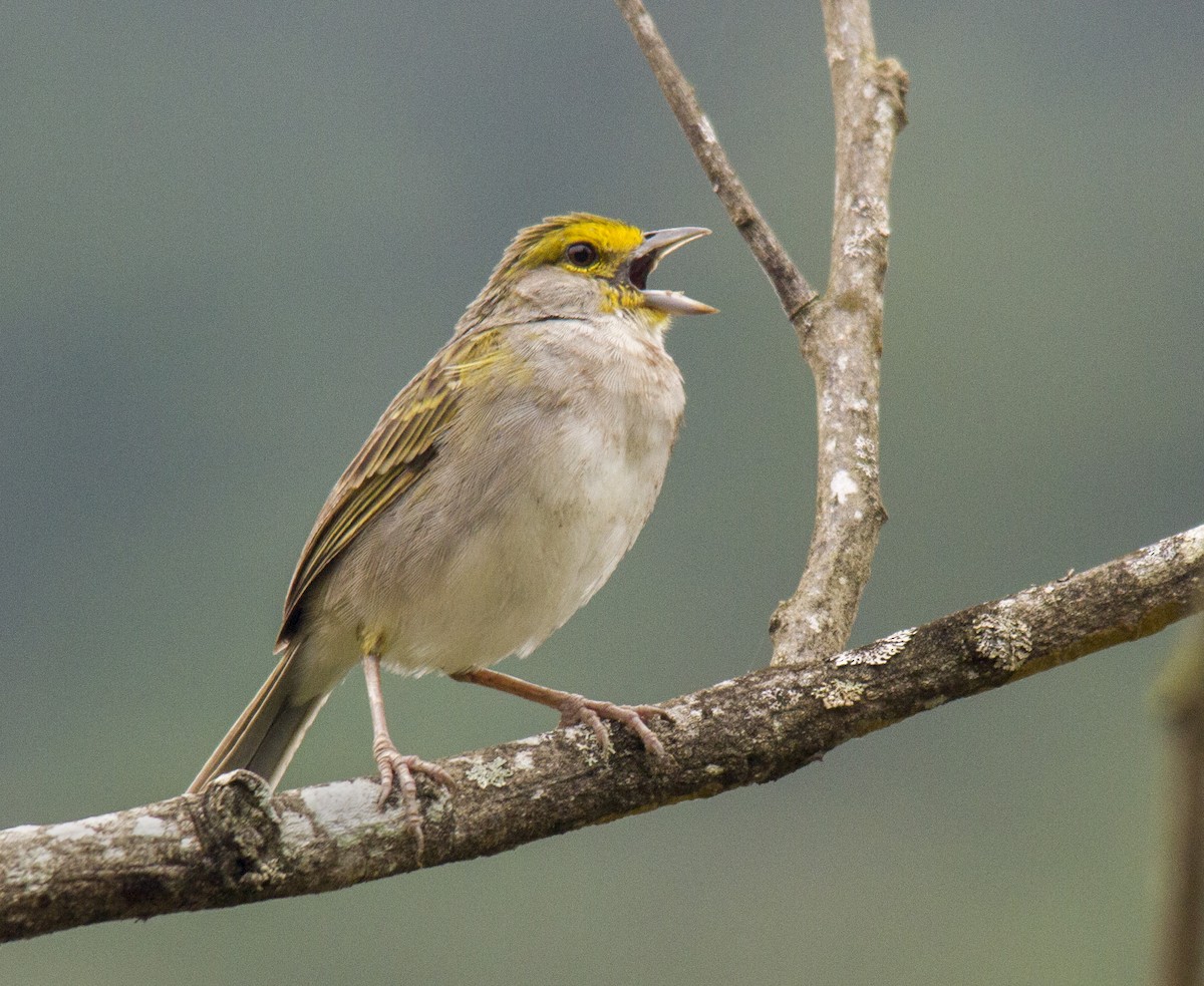 Yellow-browed Sparrow - Andres Vasquez Noboa