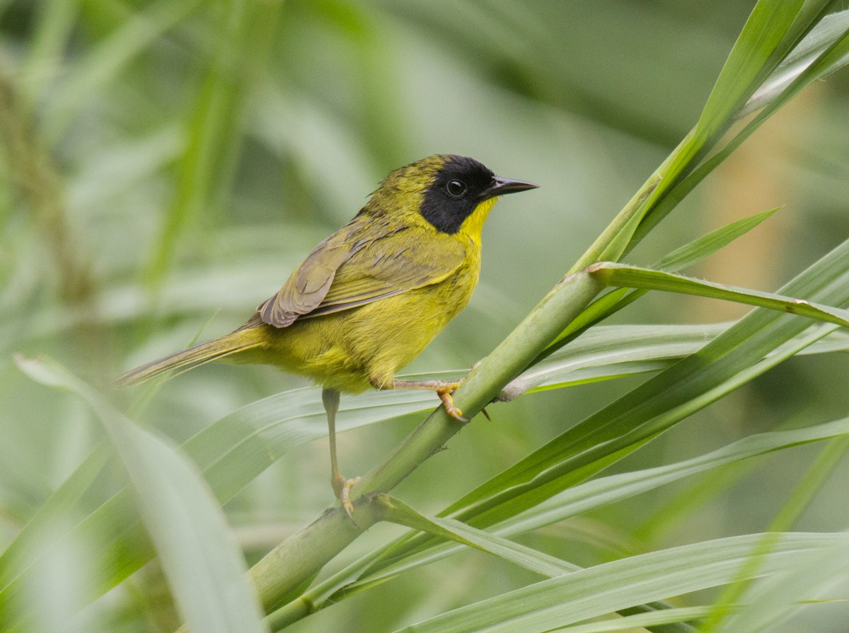 Olive-crowned Yellowthroat - Andres Vasquez Noboa