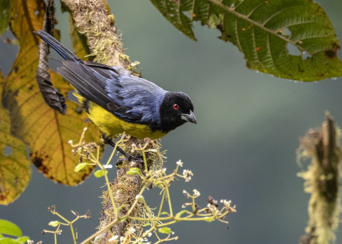 Hooded Mountain Tanager - Andres Vasquez Noboa