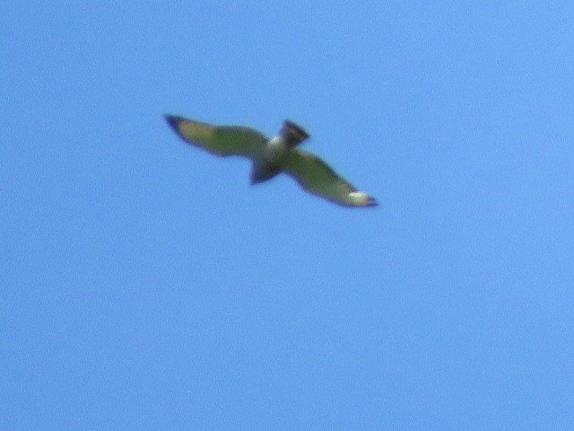 Broad-winged Hawk - ML243995931