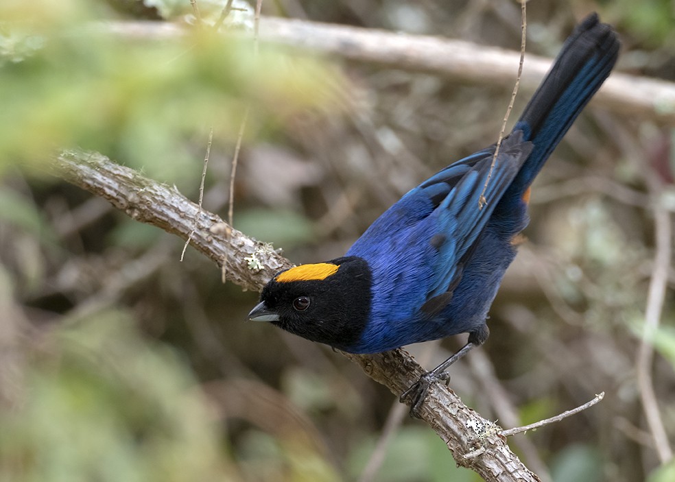 Golden-crowned Tanager - Andres Vasquez Noboa