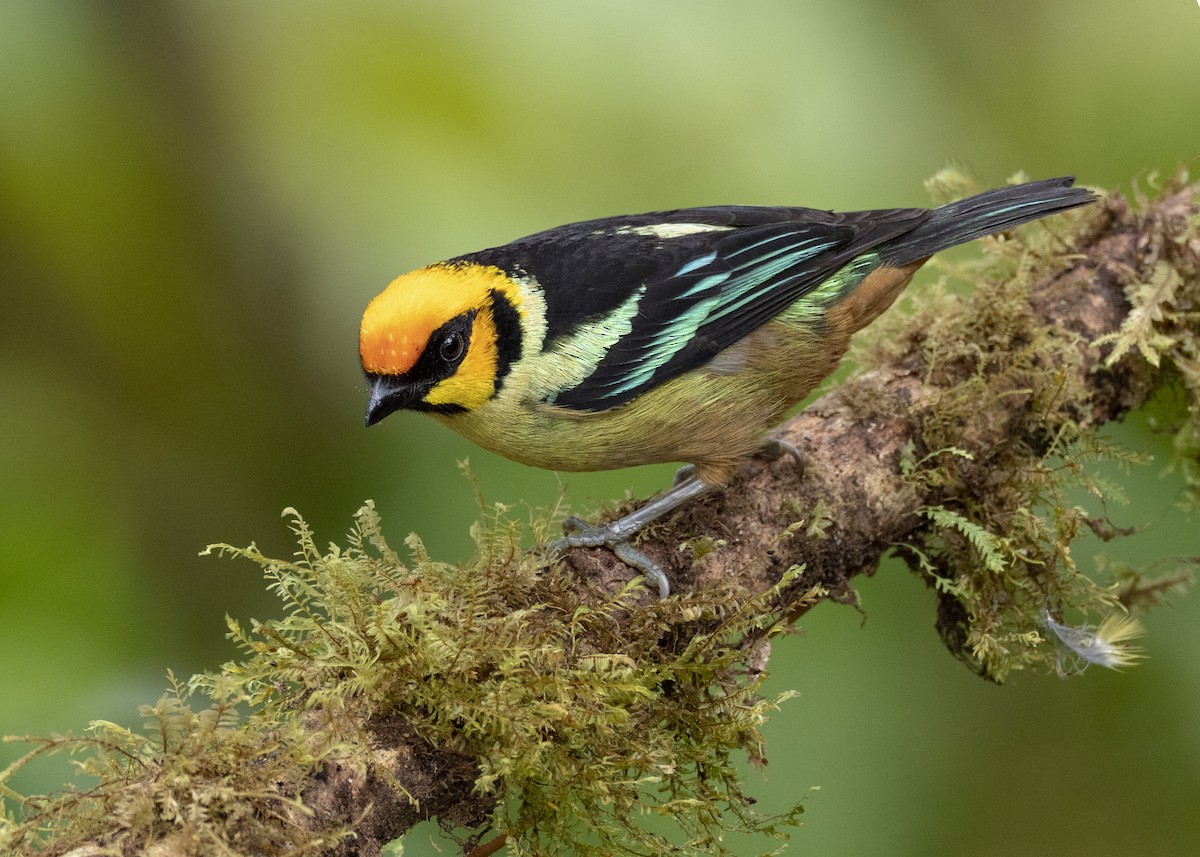 Flame-faced Tanager - Andres Vasquez Noboa