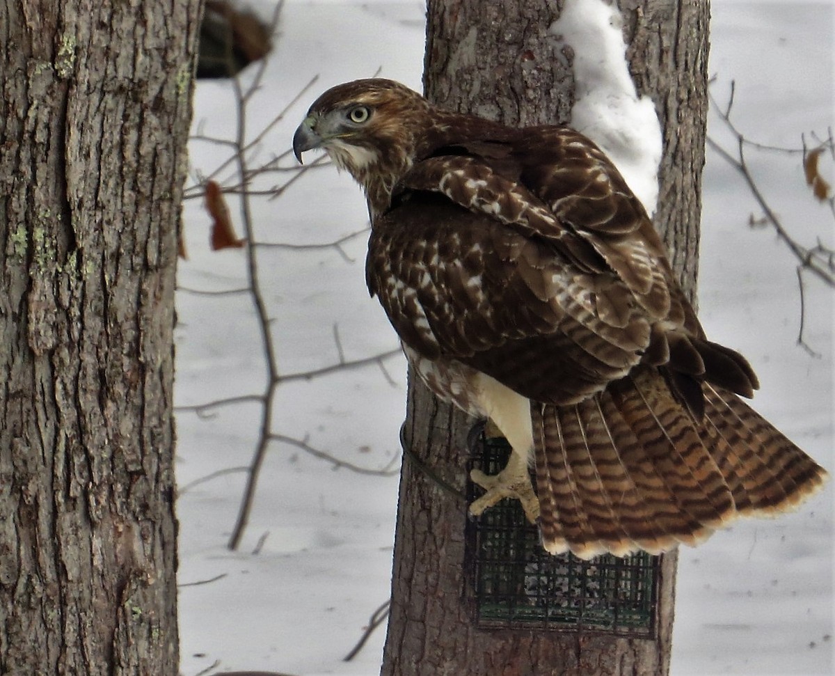 Red-tailed Hawk - Christine Restell