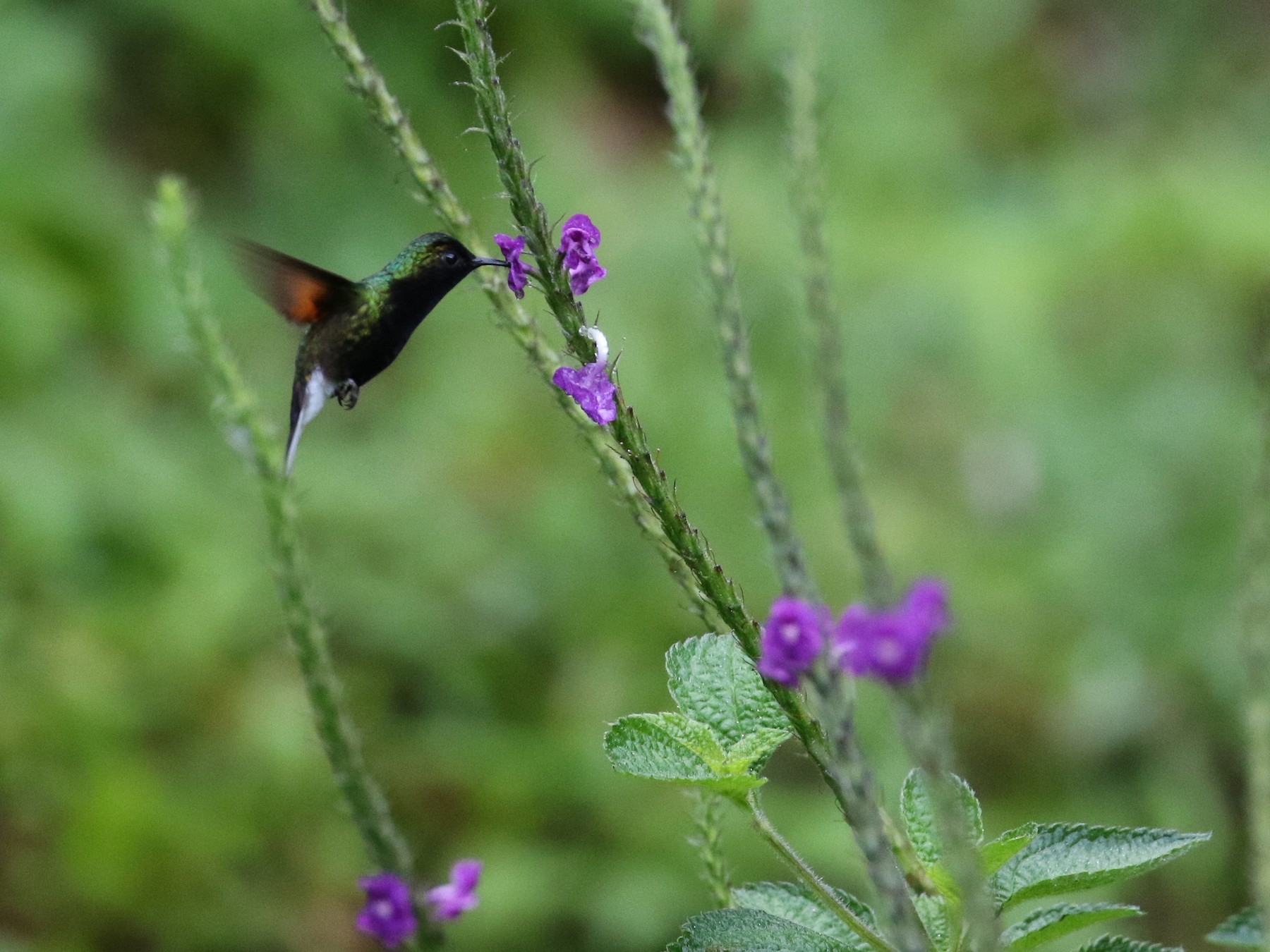 Black-bellied Hummingbird - Blair Dudeck