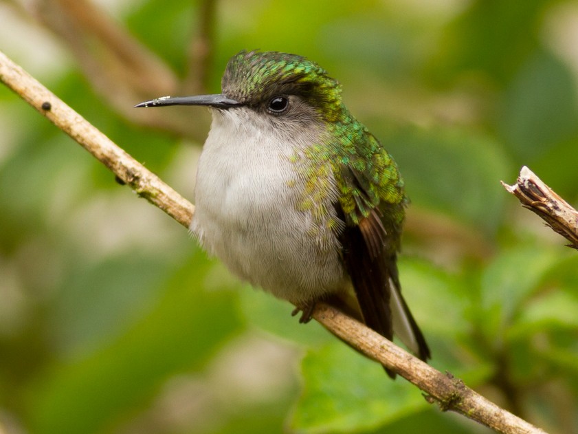 Black-bellied Hummingbird - Tom Johnson