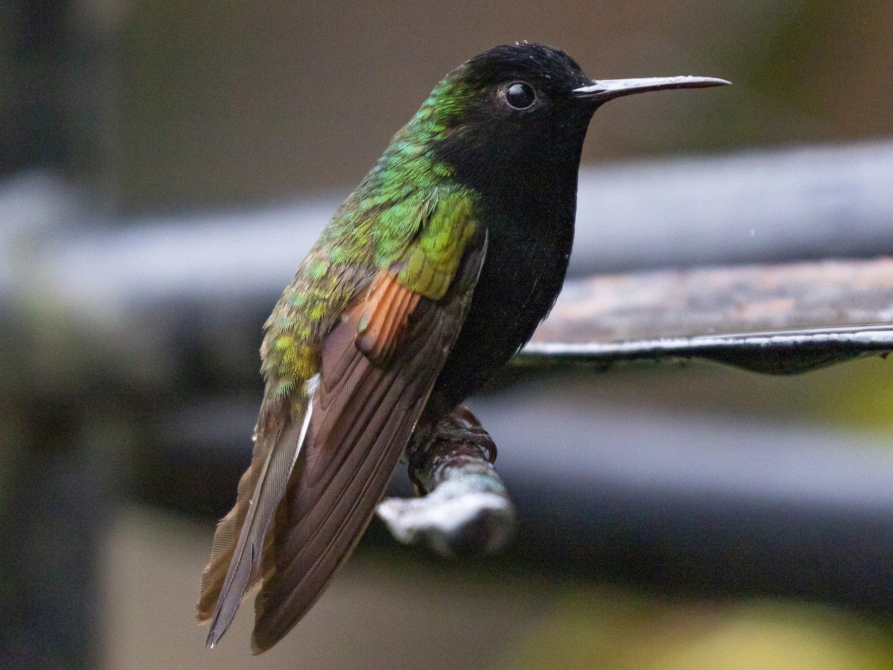 Black-bellied Hummingbird - Sylvie  Laurence