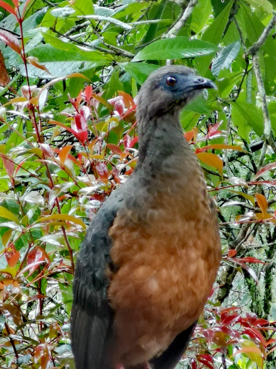 Sickle-winged Guan - ML244001181
