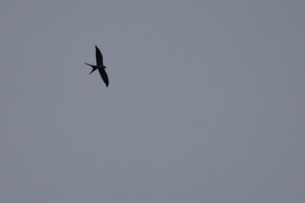 Swallow-tailed Kite - Anne Gaiennie