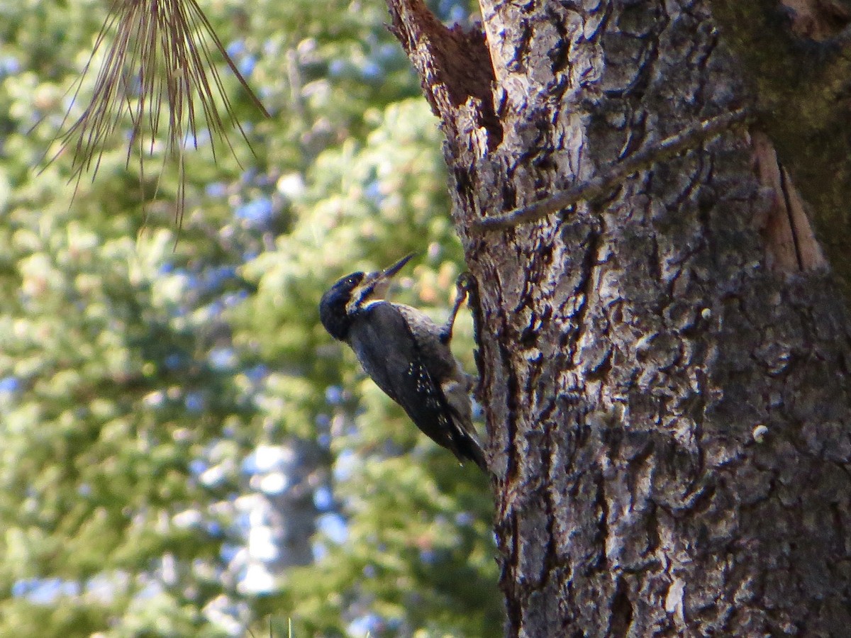 Black-backed Woodpecker - ML244002261