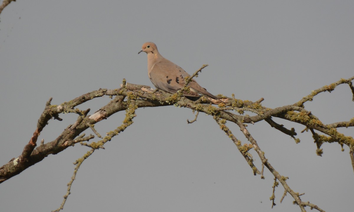 Mourning Dove - Zachary Arnold