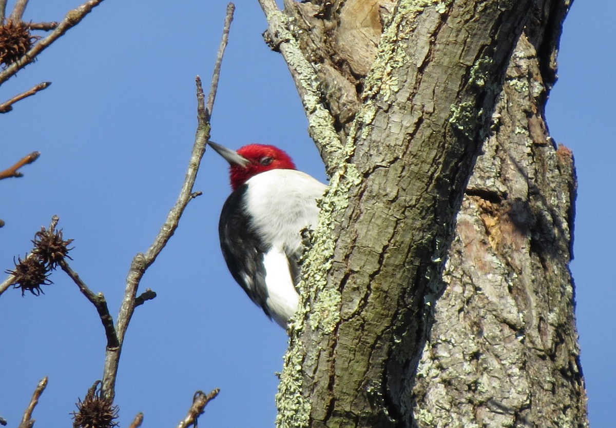 Red-headed Woodpecker - Sujan Henkanaththegedara