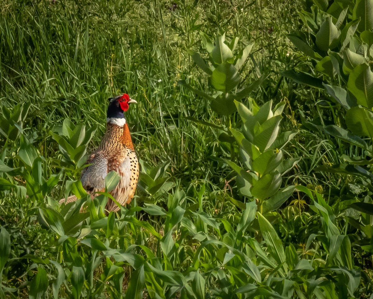 Ring-necked Pheasant - Jaci Nicely