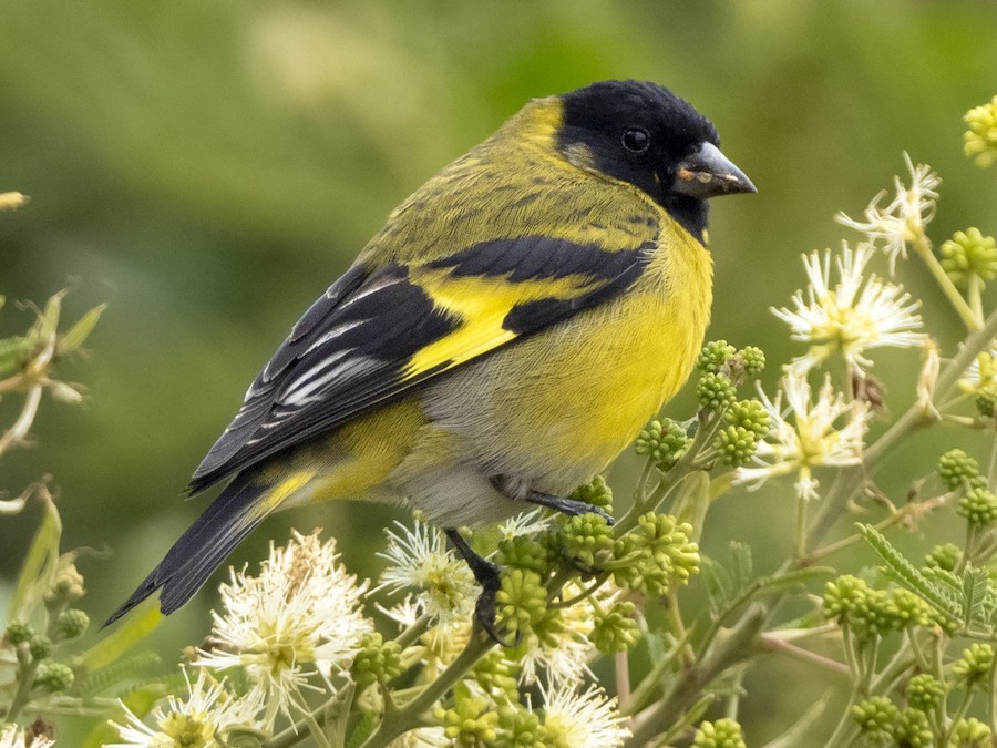 Hooded Siskin - eBird