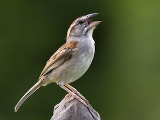  - Tumbes Sparrow