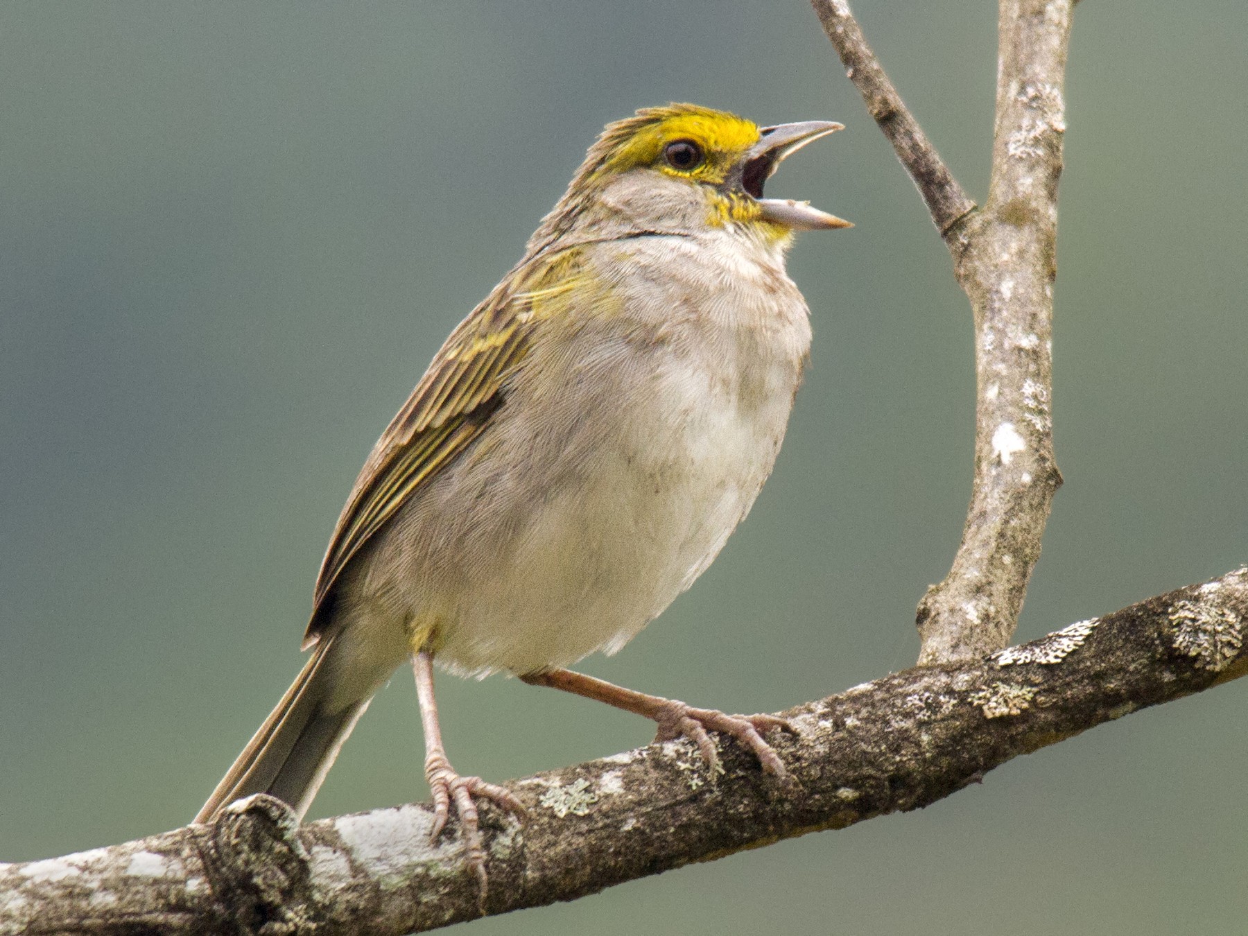 Yellowbrowed Sparrow eBird