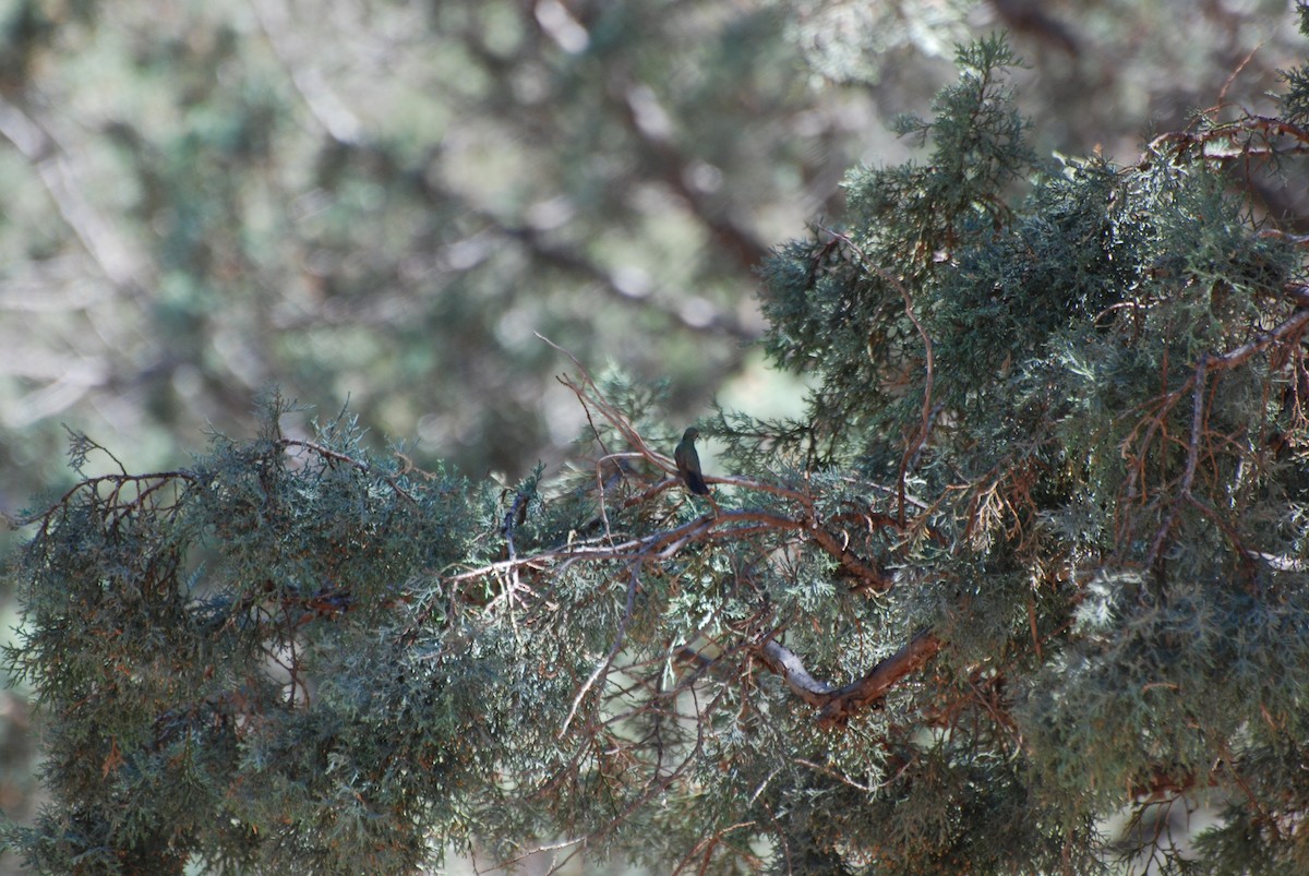 Broad-billed Hummingbird - Steven W. Cardiff