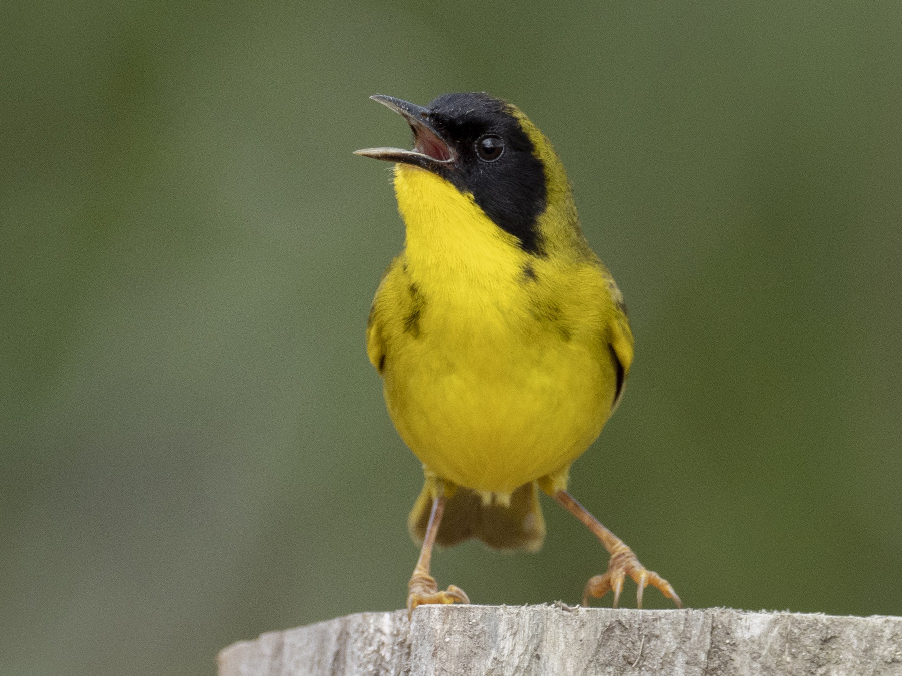 Olive-crowned Yellowthroat - Andres Vasquez Noboa