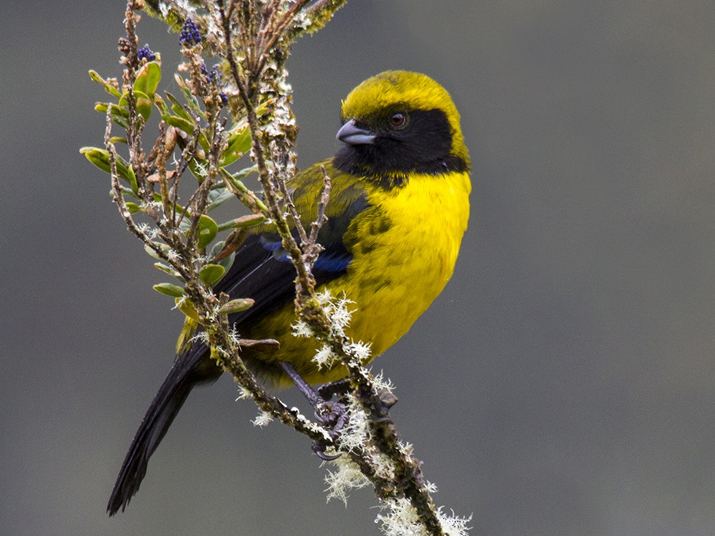 Masked Mountain Tanager - Tephrophilus wetmorei - Birds of the World