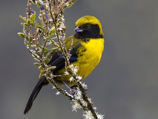  - Masked Mountain Tanager