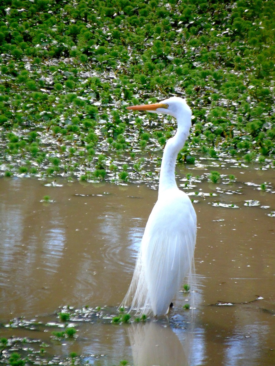 Great Egret - Venecia Herrera