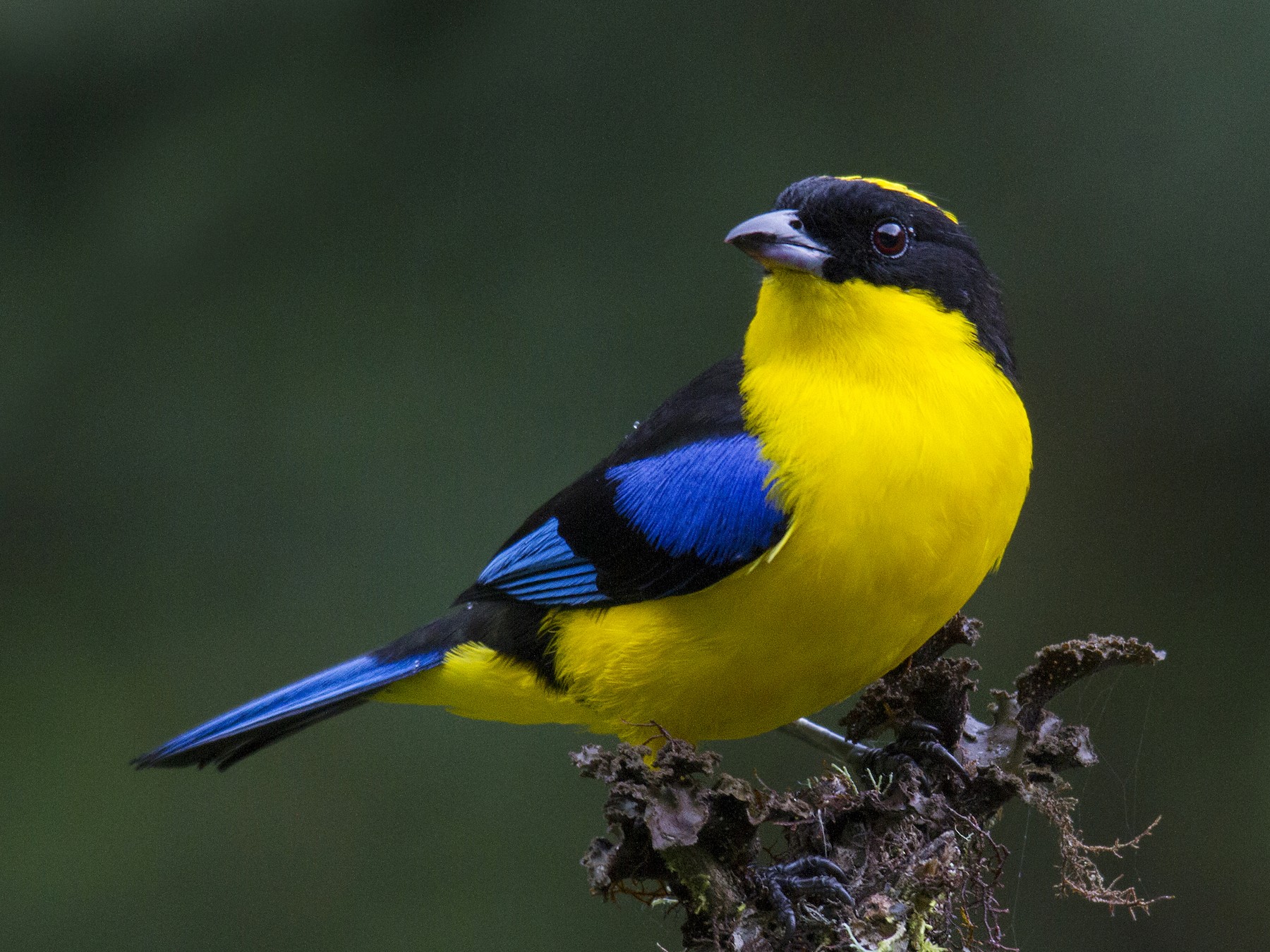 Blue-winged Mountain Tanager - Andres Vasquez Noboa