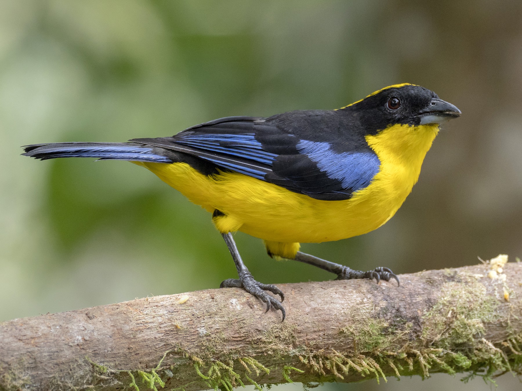 Blue-winged Mountain Tanager - Andres Vasquez Noboa