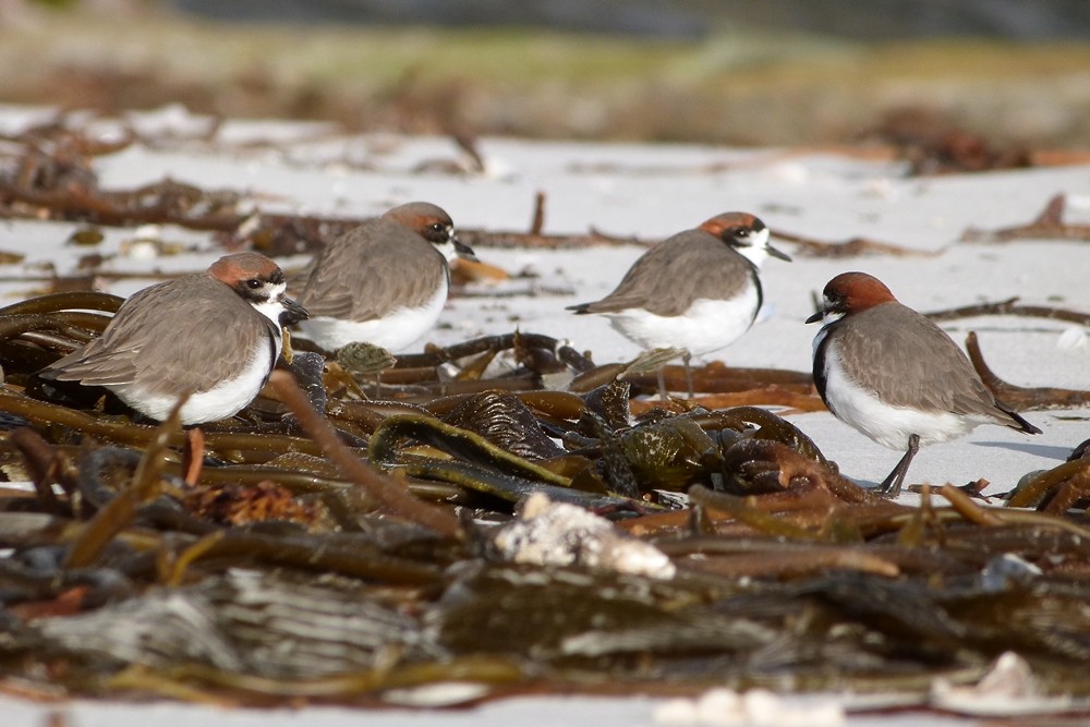 Two-banded Plover - ML244021901