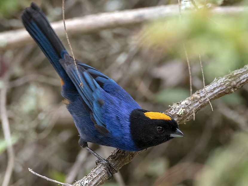 Golden-crowned Tanager - Andres Vasquez Noboa